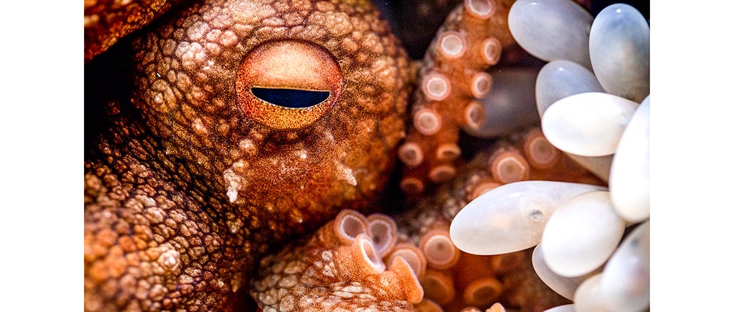 Nature PBS Parenthood Oceans