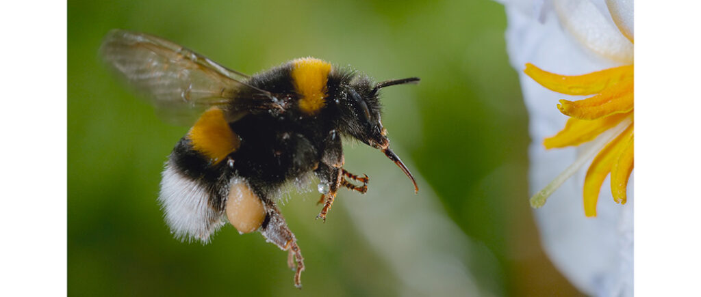 Secrets of the Bees, Nat Geo