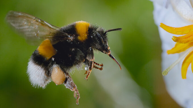 Secrets of the Bees, Nat Geo