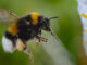 Secrets of the Bees, Nat Geo