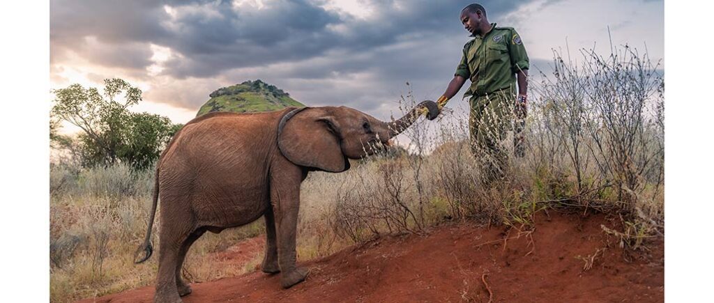 Nature: Becoming Elephant PBS