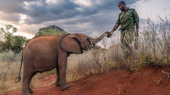 Nature: Becoming Elephant PBS