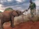 Nature: Becoming Elephant PBS