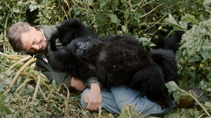 A Gorilla Story Netflix