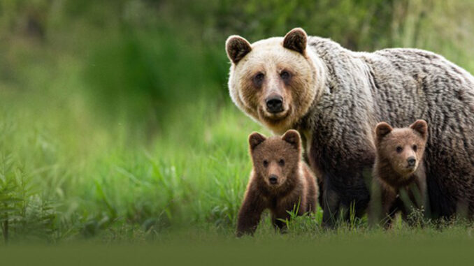 Wild Spring BBC America