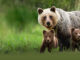 Wild Spring BBC America