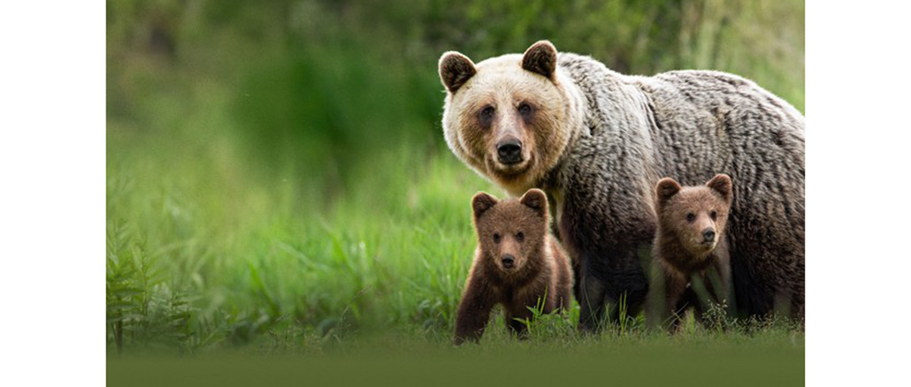 Wild Spring BBC America